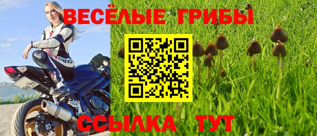 Псилоцибиновые грибы мицелий Тихвин